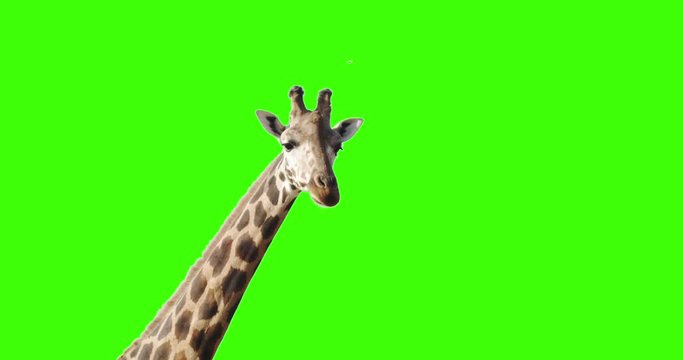 A curious giraffe looking at the camera on green screen.