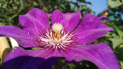 clematis