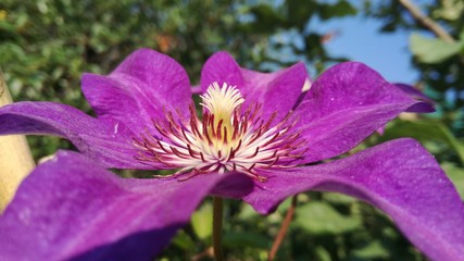 clematis