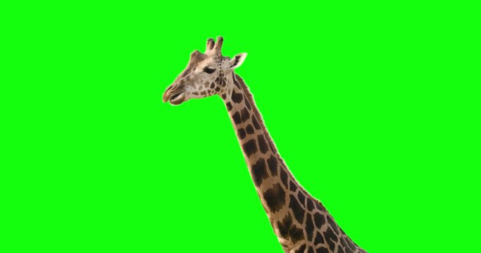 A curious giraffe looking at the camera on green screen.