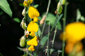 Sunhemp or Crotalaria juncea, the yellow flower field blooming