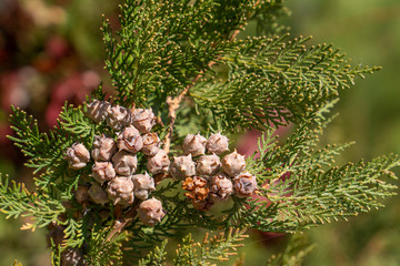 Incense cedar tree Calocedrus decurrens branch with seed, close up..