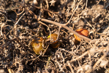 Rotten tomatoes with branches on field, background, covered with mold closeup