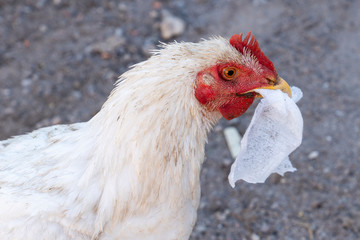White hen eating napkin, concept of pollution