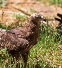 Portrait of an eagle in the zoo