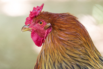 Portrait of a rooster on a farm