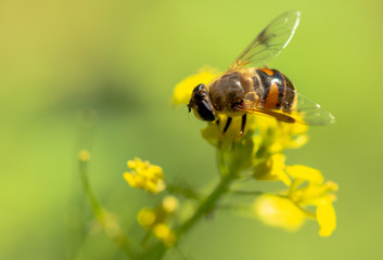 Bee on a yellow flower in nature