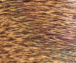 Wool on a deer as an abstract background