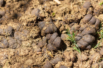 Dung animal on the ground in nature