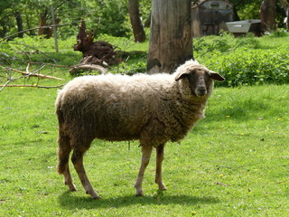 Sheep