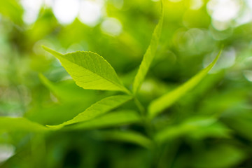 Beautiful green leaves on a tree branch