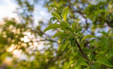 Fototapeta na wymiar Beautiful green leaves on a tree branch