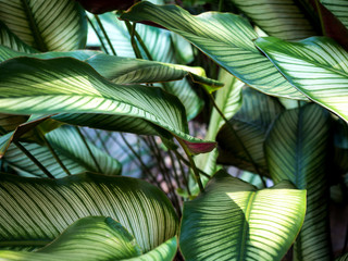 tropical leaf texture green background no2