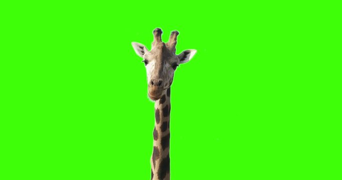 A curious giraffe looking at the camera on green screen.