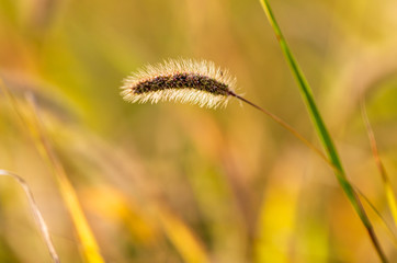 Ears on the grass in the park
