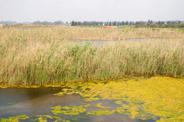 Park, pasture, wild lake in nature