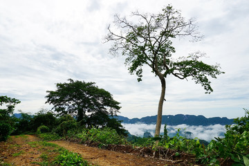 Fototapeta premium Mountain fog in the forest landscape.