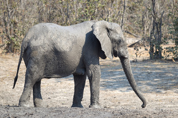 Obraz premium Elephant taking a mudbath