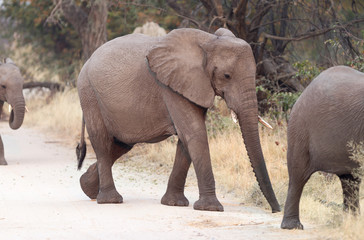 Elephant family crossing a road
