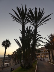 Teneriffa Palms