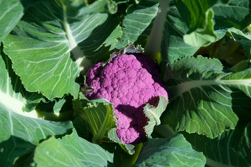 Organic purple cauliflower