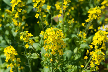 Organic vegetable garden