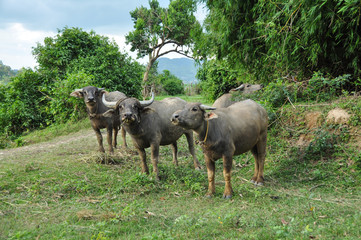 Cute bulls are looking at the camera in Vietnam