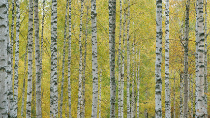autumn coloes in birch forest