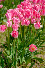 Pink Tulips in a Row