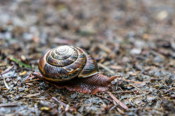 Pacific Sideband Large Snail in Oregon Forest