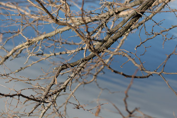 branches of a tree on water in winter