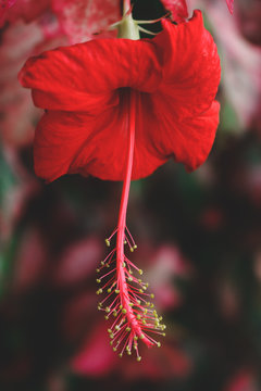 Chaba flower,red,nature