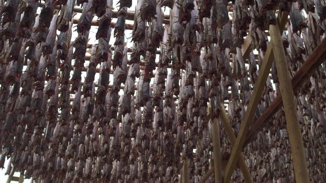 Cinematic tracking close up shot of fish drying on the racks