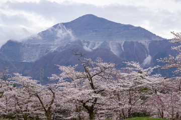桜と武甲山