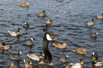 Black and white duck with flock of swimming ducks