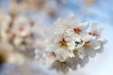 Fototapeta premium 桜の花