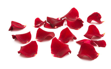 rose petals isolated