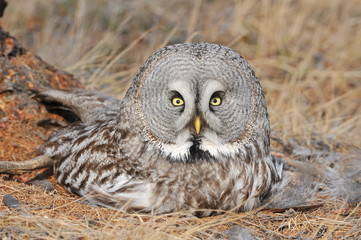 The bearded tawny-length of the bird's body reaches 80 cm, the wingspan is 1.5 m. The owl's head visually seems very large, the color is smoky-gray without red tones. Yellow eyes