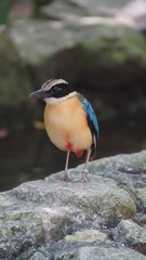 The blue-winged pitta is a passerine bird in the family Pittidae native to Australia and Southeast Asia