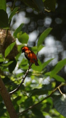 The Zanzibar red bishop is a species of bird in the family Ploceidae. It is found in Kenya, Mozambique, and Tanzania