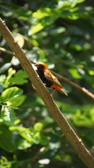 The Zanzibar red bishop is a species of bird in the family Ploceidae. It is found in Kenya, Mozambique, and Tanzania