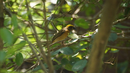The stripe-throated bulbul, or streak-throated bulbul, is a species of songbird in the bulbul family of passerine birds