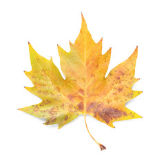 Color autumn leaf on white background