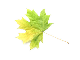 Color autumn leaf on white background