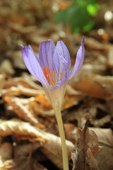 Obraz premium Image of autumn wild poisonous flower. Colchicum shadow. Cólchicum autumnale.
