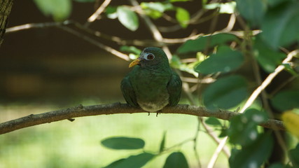 The jambu fruit dove is a smallish colourful fruit dove. It is a resident breeding species in southern Thailand, Malaysia, Brunei and the Indonesia