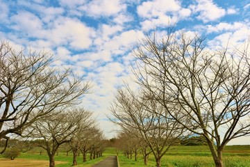風景　空　秋　落葉樹　茨城　