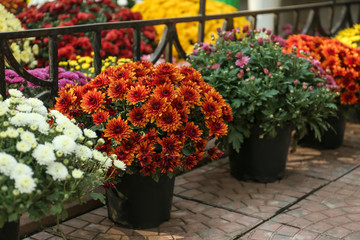 Pots with beautiful chrysanthemum flowers