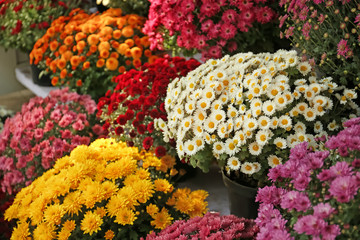 Pots with beautiful chrysanthemum flowers - obrazy, fototapety, plakaty