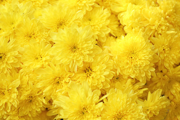 Plenty of beautiful chrysanthemum flowers